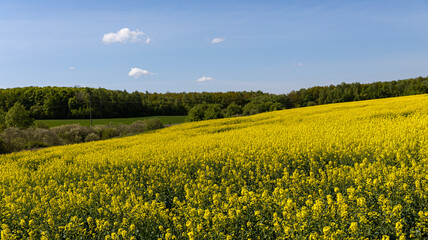 A vibrant golden yellow rapeseed field stretches under a clear blue sky, showcasing natures beauty