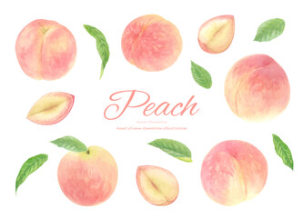 水彩で描いたリアルな桃のベクターイラストのセット