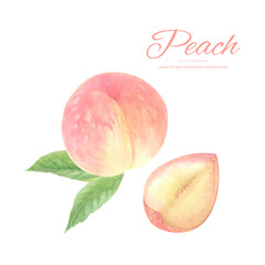 水彩手書きのジューシーな桃のカットイラスト