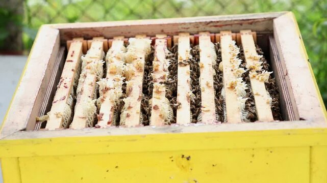 Honey Bees Working Inside Beehive Frame Close-Up, Macro shot of honey bees on wooden beehive frames, showing wax comb formation and active pollinator behavior.