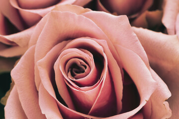 Macro shot of a pink rose in full bloom, vibrant colors, fine textures.