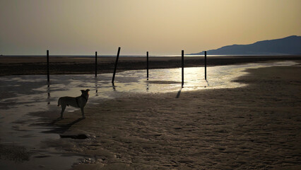 Silueta de un perro en el atardecer en Tarifa, España