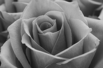 Black and white image of a rose, textured petals radiate timeless elegance