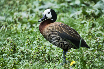Duck with white face and dark neck stands on flowering meadow, harmonious nature
