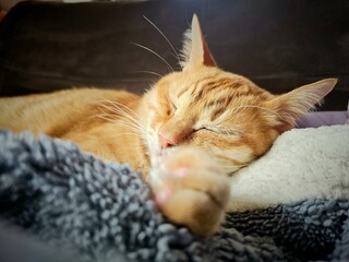 A cozy ginger tabby cat peacefully sleeps, nestled on soft grey and white blankets. This...
