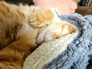 Fototapeta premium A ginger tabby cat rests soundly, its face nestled deep into soft, fluffy blankets. This adorable close-up captures pure comfort, warmth, and serene relaxation at home.