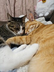 Two adorable cats snuggle close in peaceful sleep, nestled with a classic toy. This heartwarming...