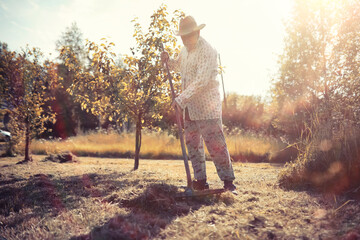A man is raking the cut grass. Autumn harvest of cereals. Grandpa takes care of the lawn of a...