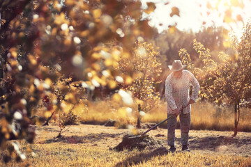 A man is raking the cut grass. Autumn harvest of cereals. Grandpa takes care of the lawn of a...