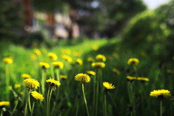 Flowers and plants summer field in sunlight