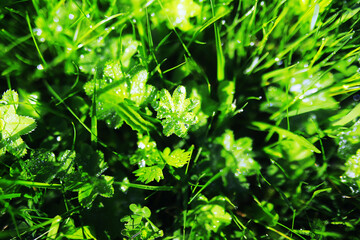 Green Leaves.Nature background. The natural background in the park, with blurred winds, fresh air and coolness.
