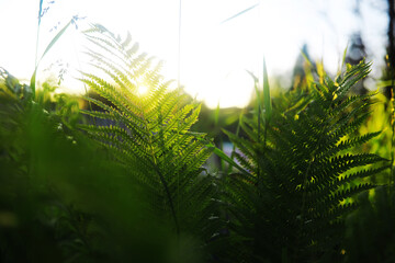 Green Leaves.Nature background. The natural background in the park, with blurred winds, fresh air and coolness.