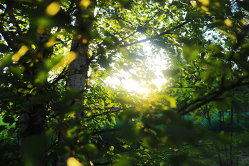 Green Leaves.Nature background. The natural background in the park, with blurred winds, fresh air...
