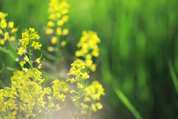 Flowers and plants summer field in sunlight