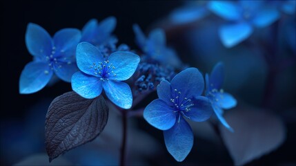 Close-up of vibrant blue flowers with detailed petals and dark leaves background.