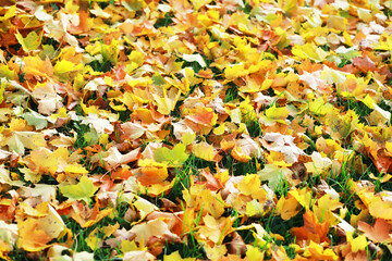 city park without people on an autumn day, bright rays of the sun shine through the crowns of maple...