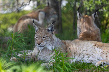 Lynx in summer, Norway