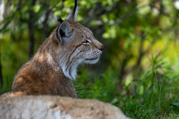 Lynx in summer, Norway
