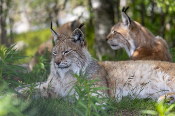 Lynx in summer, Norway