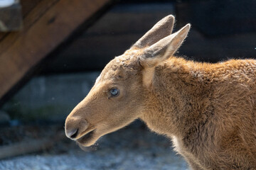 portrait of a baby moose