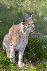 Lynx in summer, Norway