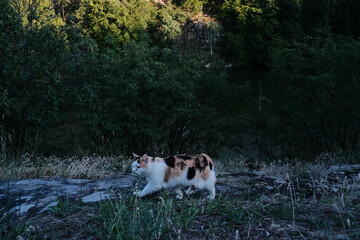 A tri-colored cat walks across a rocky, grassy path with a dark, lush forest and water in the background.