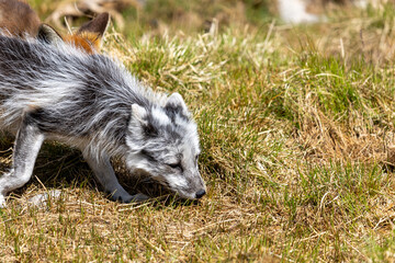 Fototapeta premium Arctic fox in summer, Norway