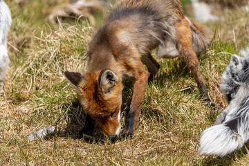 Red fox in summer, Norway