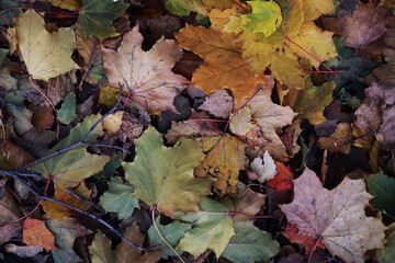Beautiful autumn park. Russian North. Autumn trees and leaves. Autumn Landscape.Park in Autumn....