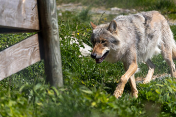 Wolf in summer, Norway
