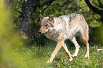 Wolf in summer, Norway
