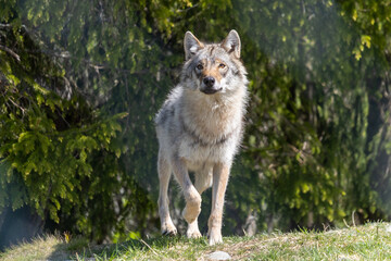 Wolf in summer, Norway