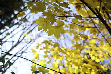 Beautiful autumn park. Russian North. Autumn trees and leaves. Autumn Landscape.Park in Autumn....
