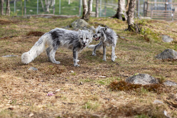 Two Arctic foxes in summer, shedding their fur