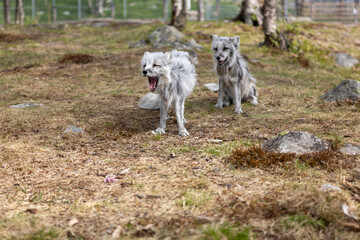 Arctic foxes in summer, Norway