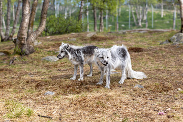 Arctic foxes in summer, Norway