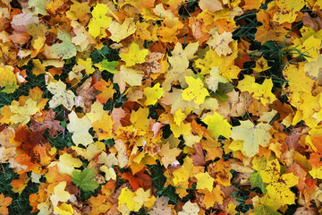 city park without people on an autumn day, bright rays of the sun shine through the crowns of maple trees