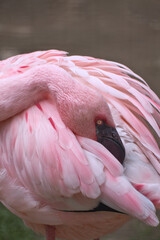 Elegant pink flamingo in close-up – head gently nestled in the feathers.