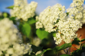 Summer lawn against the backdrop of sunset.
