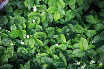 Dense leaves of blooming strawberry