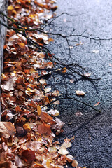 Beautiful autumn park. Russian North. Autumn trees and leaves. Autumn Landscape.Park in Autumn. Forest in Autumn.