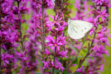Green-veined White (Pieris napi) feeding on purple flower, Netherlands.