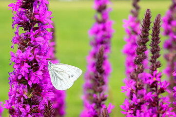 Green-veined White (Pieris napi) feeding on purple flower, Netherlands.