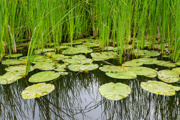 Typical Dutch waterside with water lilly's and reed, Nieuwkoop, Netherlands.