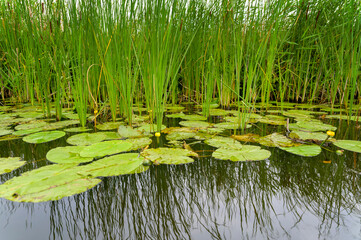 Typical Dutch waterside with water lilly's and reed, Nieuwkoop, Netherlands.