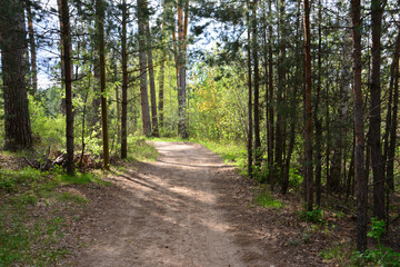 A forest path illuminated by sunlight with tall pine trees no people