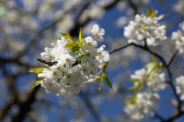 Cherry tree blossom