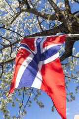 Norwegian flag by cherry tree
