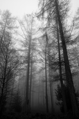 Misty, atmospheric black and white forest with tall, slender trees disappearing into the fog, creating a moody and mysterious scene