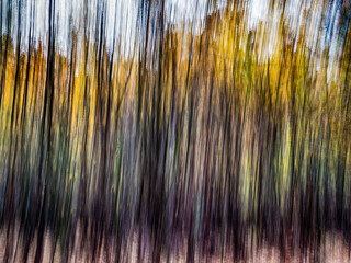 ICM view of a woodland scene, featuring vertical streaks of autumnal colours, capturing the dynamic...